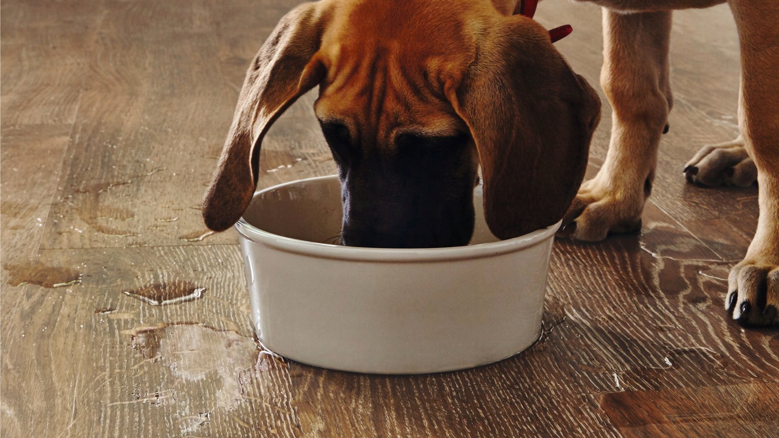 Puddles of water on Hessian Oak VGW93T from a great dane puppy drinking water